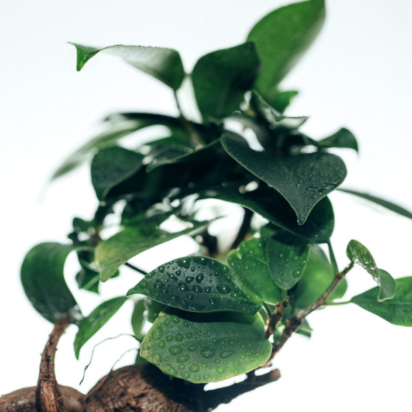 Kaufen Sie Ficus Microcarpa Ginseng