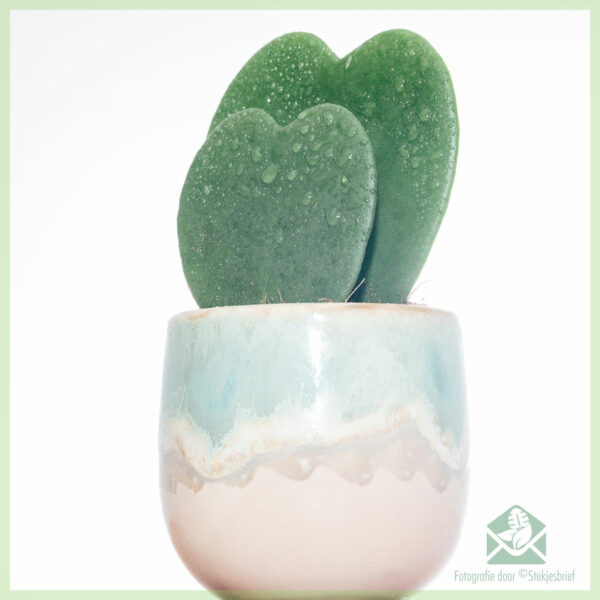 Kaufen Sie Hoya Kerrii Double Heart Plant