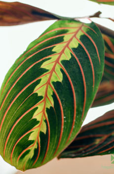 Купляйце і даглядайце за Maranta leuconeura facinator tricolor