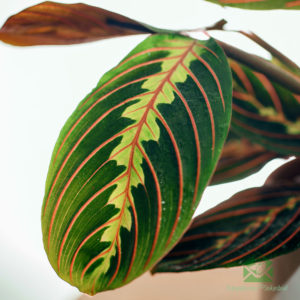 Maranta Leuconeura ‘Fascinator Tricolor’ (Calathea familie)