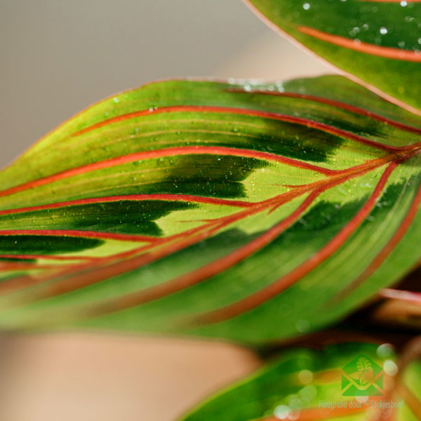 Maranta leuconeura facinator tricolor kopen en verzorgen