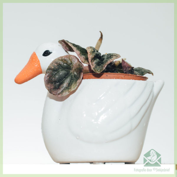Peperomia Caperata Abricos kopen