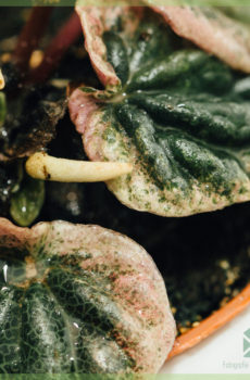 Tuku Apricot Peperomia Caperata