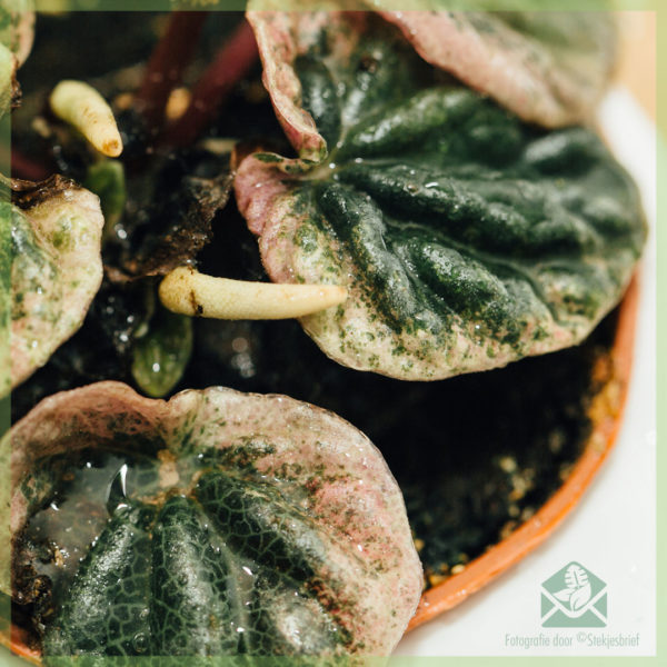 Peperomia Caperata Abricos kopen