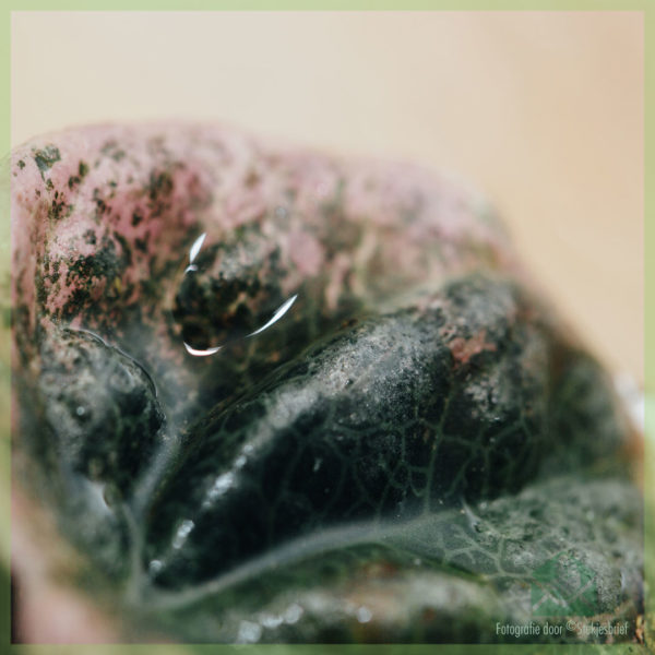Peperomia Caperata Abricos kopen