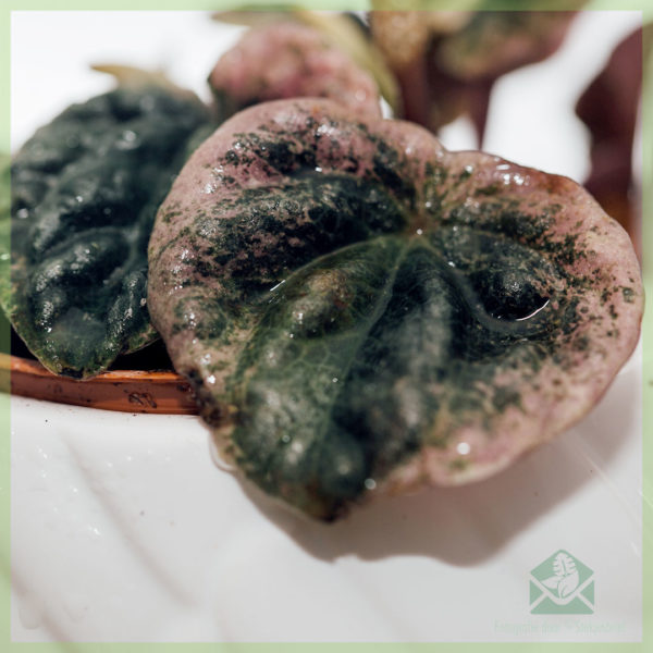 Peperomia Caperata Abricos kopen