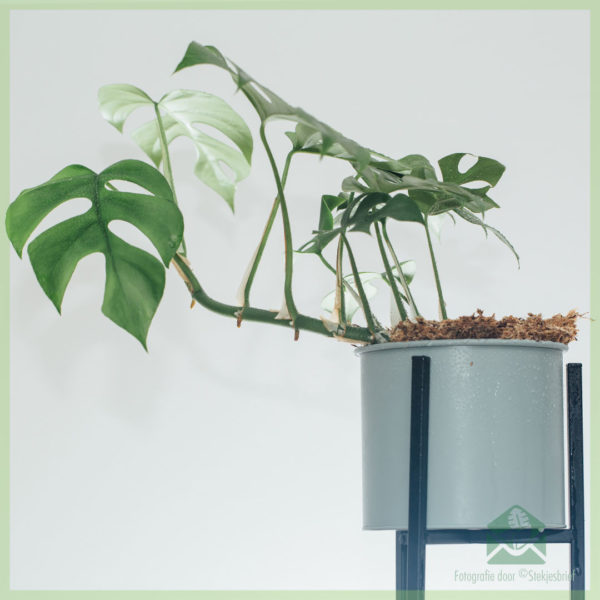 Pirkite Philodendron Rhapidophora tetrasperma monstera minima įsišaknijusį auginį