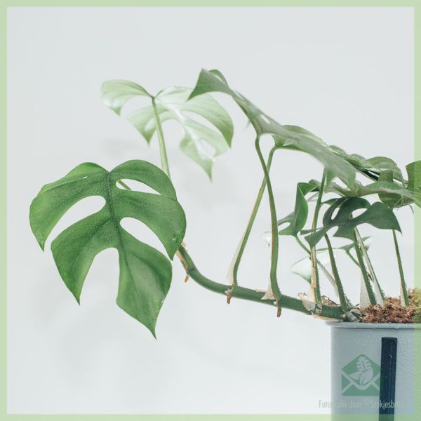 Kupite Philodendron Rhapidophora tetrasperma monstera minima ukorijenjenu reznicu