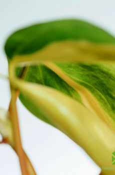 Pot tanduran mini Philodendron scandens 'Brasil' 6 cm