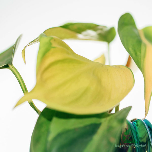 Philodendron scandens 'Brasil' мини саксия 6см