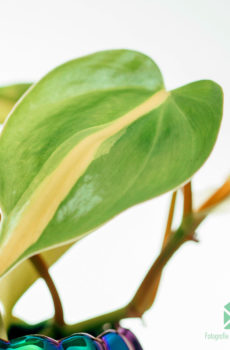 Міні гаршчок для раслін Philodendron scandens 'Brasil' 6 см