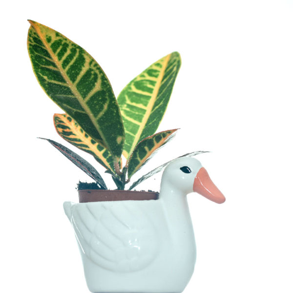 Croton codiaeum variegatum petra kopen en verzorgen