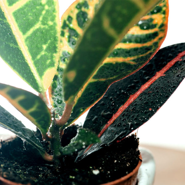 Croton codiaeum variegatum petra . के लिए खरीदें और देखभाल करें