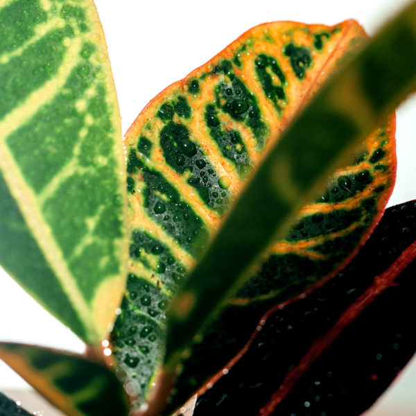 Croton codiaeum variegatum petra . के लिए खरीदें और देखभाल करें