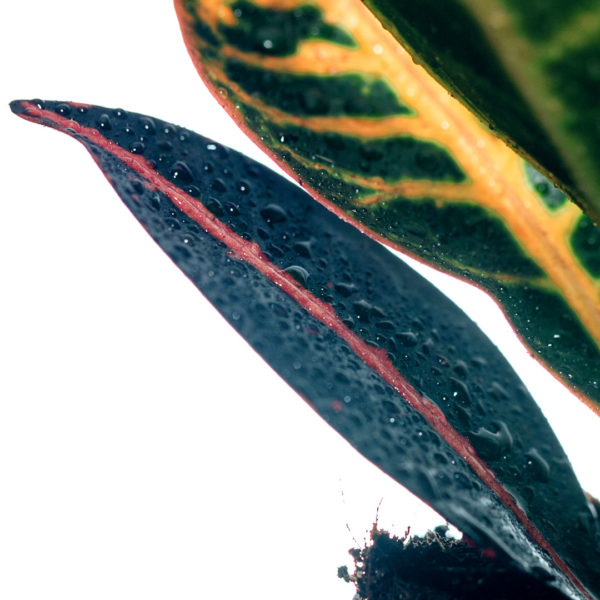 Croto codiaeum variegatum petra