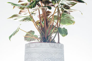 buy and care for philodendron verrucosum