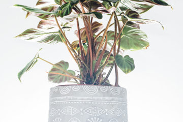 philodendron verrucosum خریدیں اور دیکھ بھال کریں۔