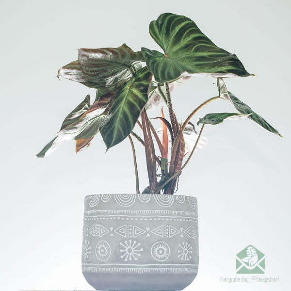 koop en versorg philodendron verrucosum