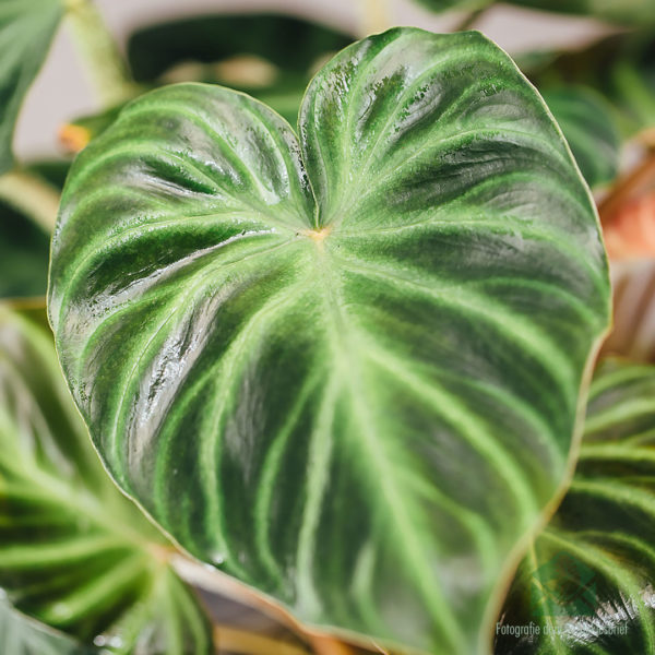 fa'atau ma tausia le philodendron verrucosum