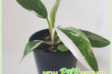 Philodendron White Princess kopen en verzorgen