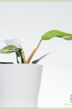 Buy Philodendron Principum Alba cura