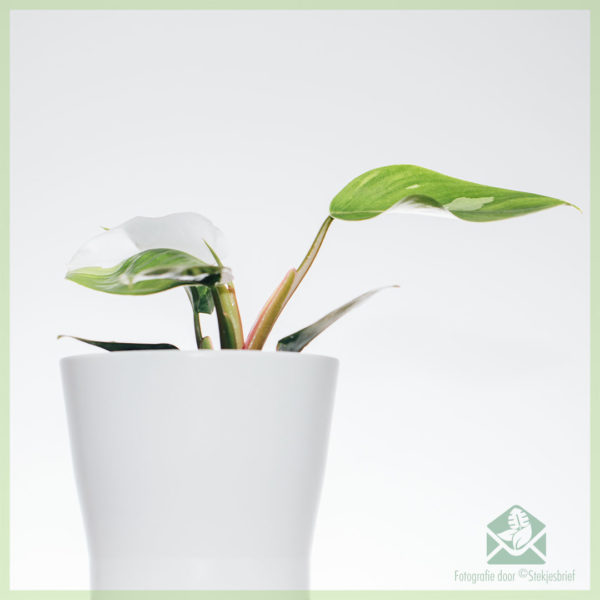 Philodendron White Princes کیئر خریدیں۔