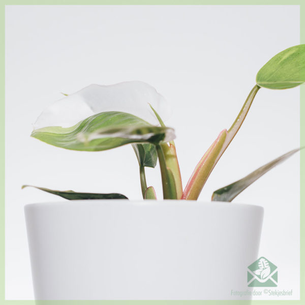 Philodendron வெள்ளை இளவரசர்கள் பராமரிப்பு வாங்க