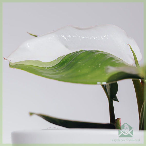 Iibso Philodendron White Princes care