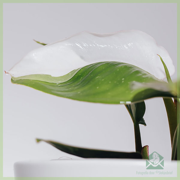 Fa'atau Philodendron White Princes tausiga