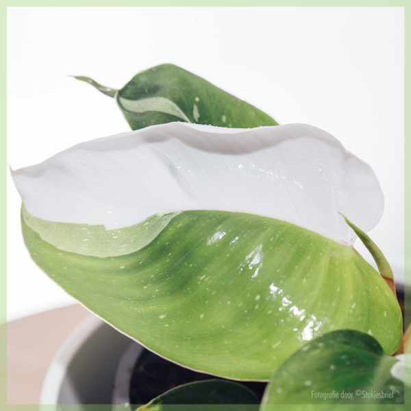 Fa'atau Philodendron White Princes tausiga