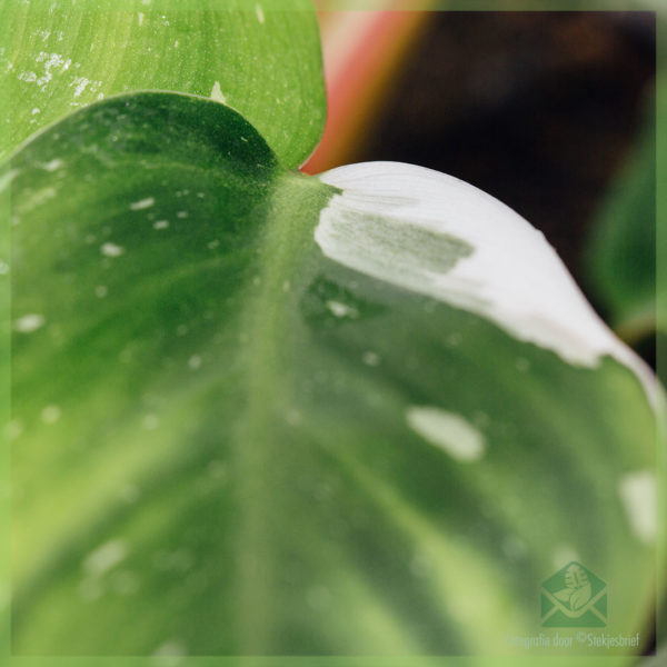 Achte swen Philodendron White Princes