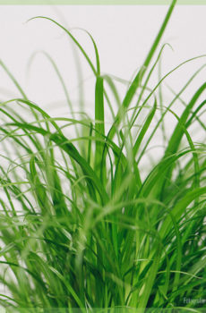 Kattengras Cyperus alternifolius Zumula online kopen