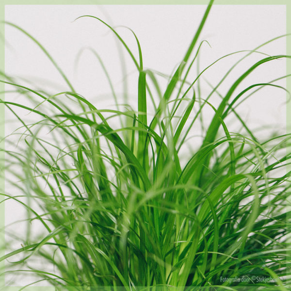 Kattengras Cyperus alternifolius Zumula online kopen