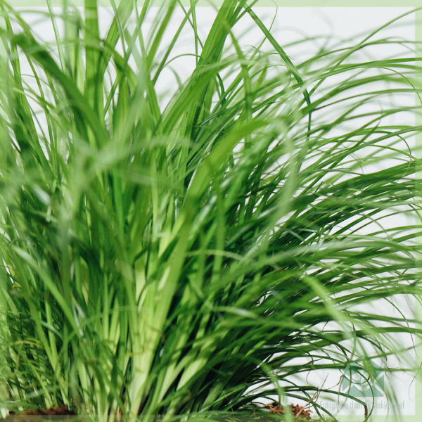 Kattengras Cyperus alternifolius Zumula online kopen