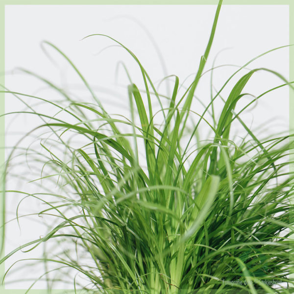 Kúpte si mačaciu trávu Cyperus alternifolius Zumula online