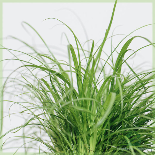 Kattengras Cyperus alternifolius Zumula online kopen