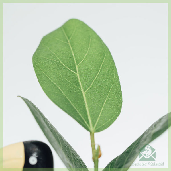 Ficus benghalensis Audrey साठी खरेदी आणि काळजी घ्या