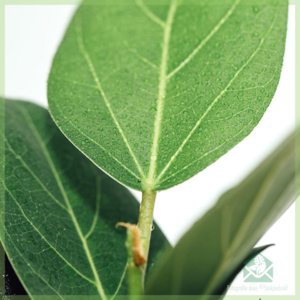 Ficus benghalensis Audrey साठी खरेदी आणि काळजी घ्या