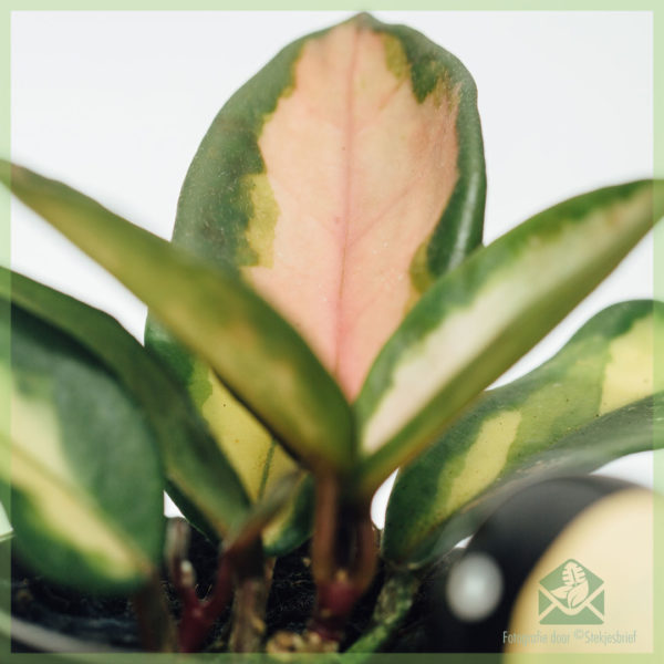 Hoya carnosa albomargina 3 වර්ණ babyplanjtes