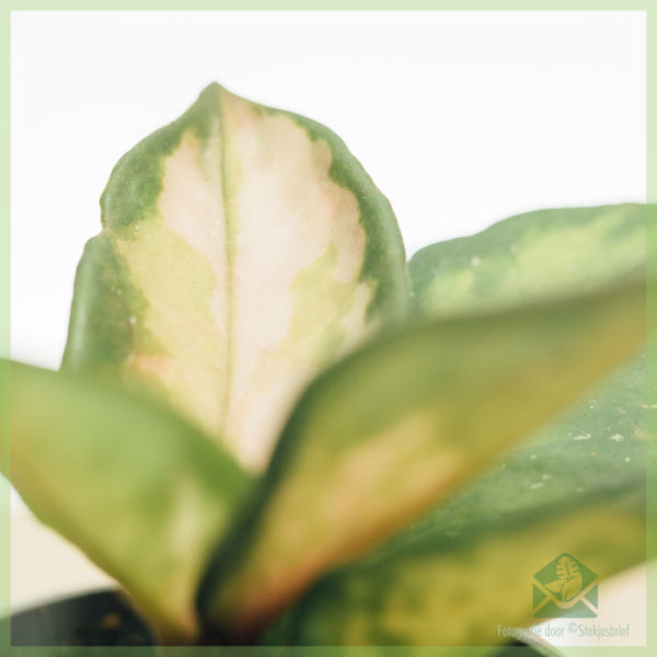 Hoya carnosa albomargina 3 farby babyplanjtes
