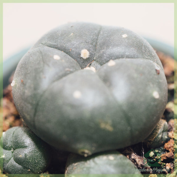 Tuku lan ngrawat kaktus Peyote Lophophora Williamsii