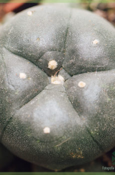Keapje en fersoargje Peyote Lophophora Williamsii kaktus