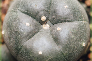 Kupowanie i pielęgnacja kaktusa Peyote Lophophora Williamsii