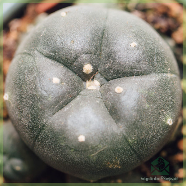 Aĉetado kaj prizorgado de kakto Peyote Lophophora Williamsii