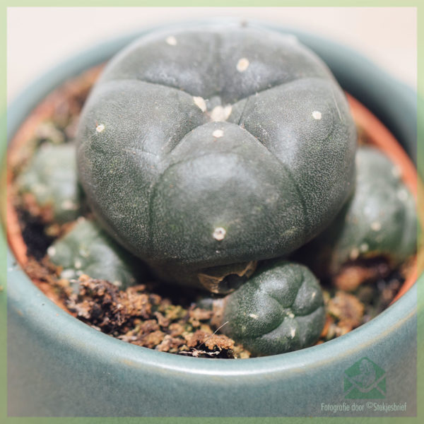 Peyote Lophophora Williamsii cactus kopen en verzorgen