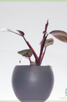 Buy Philodendron Pink Principissae