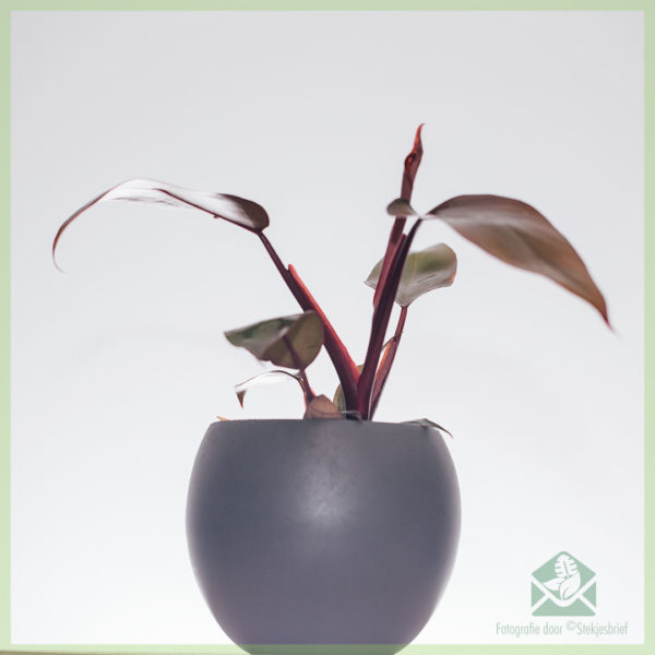 Купити Philodendron Pink Princess