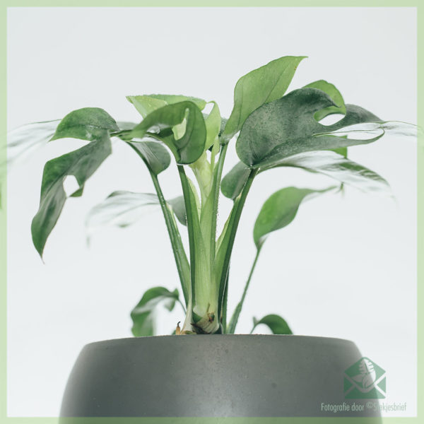 Philodendron rhapidophora tetrasperma monstera minima in pot