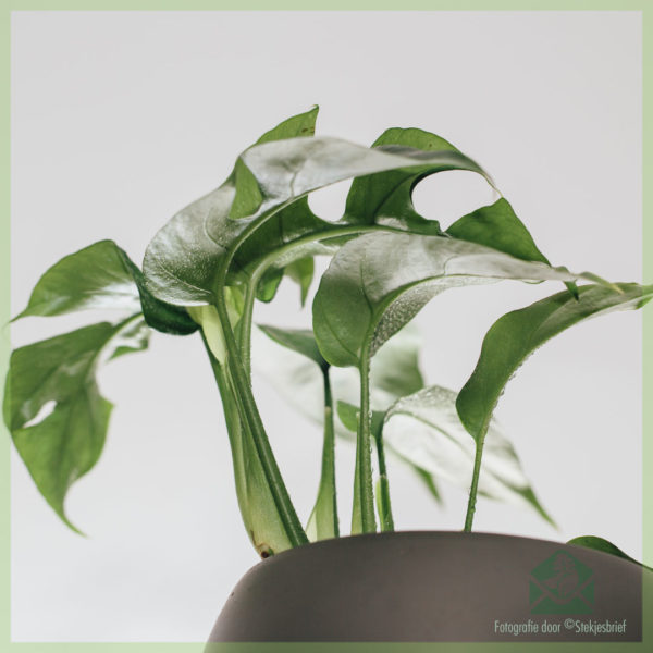 Philodendron rhapidophora tetrasperma monstera minimuma cserépben