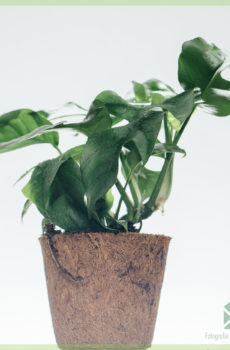 Philodendron rhapidophora tetrasperma monstera minima în cocopot